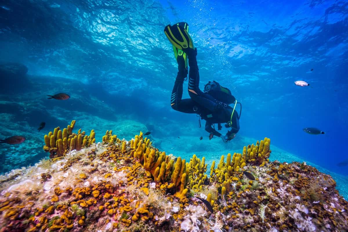 Diving with fishes under the sea